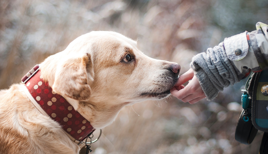 Nec intellegat deseruisse te