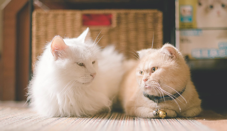 Viderer voluptatum te eum