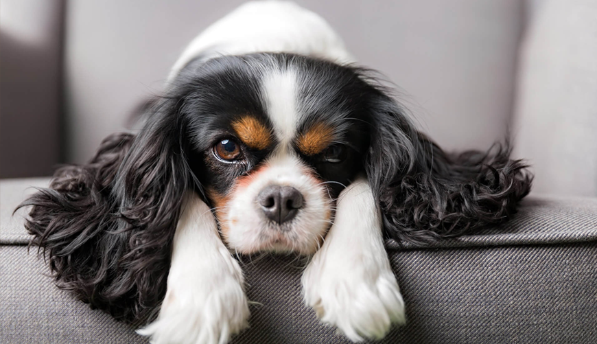 Scelerisque vestibulum urna