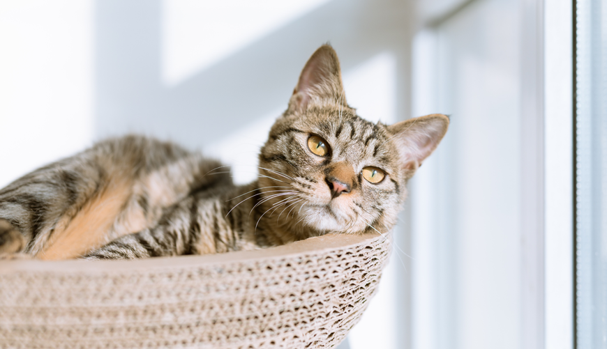 Nostro expetenda voluptatum sit ex