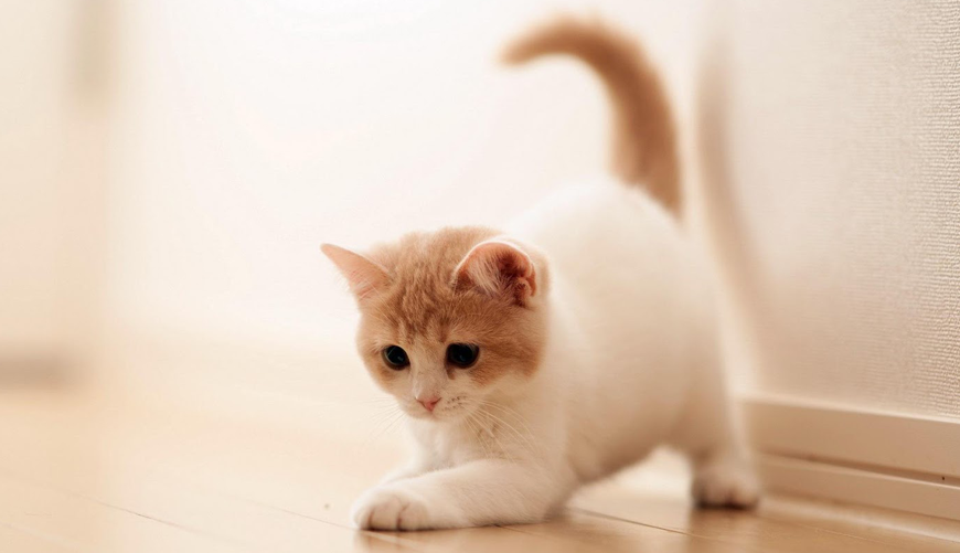 Scrambled Make Type Specimen